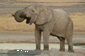 Elephant at Etosha waterhole